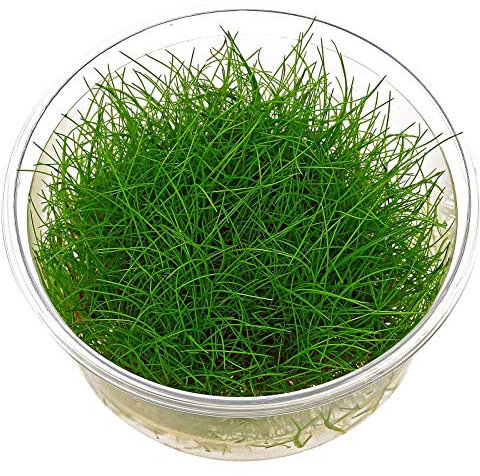 Dwarf Hairgrass - Eleocharis acicularis - in-vitro - Live Aquarium Plant