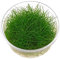 Dwarf Hairgrass - Eleocharis acicularis - in-vitro - Live Aquarium Plant