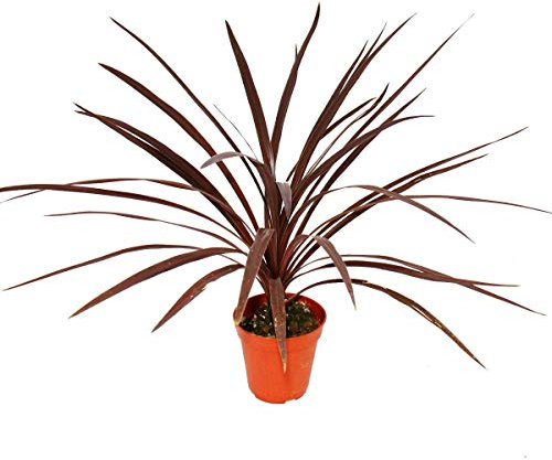 ExotenHerz - Lilla rossa in cordyline australia Red Star, vaso da 12 cm, altezza ca. 50 cm