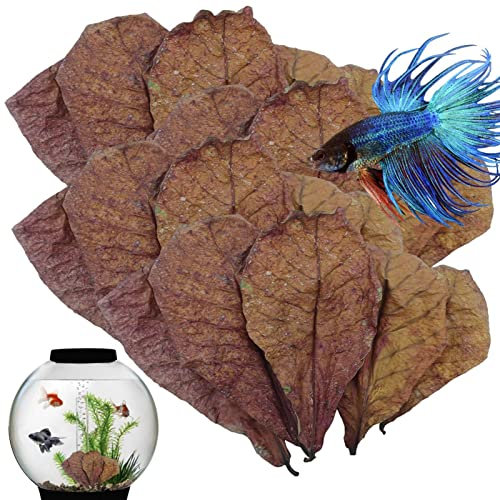 Betta Garnelenblätter, 16 - 24,9 cm, natürliche Garnelenblätter, Aquarium, pH-Balance, Wasseraufbereiter für Aquarium, Mandelblätter für Betta-Fische, Süßwassergarnelen und Tropen