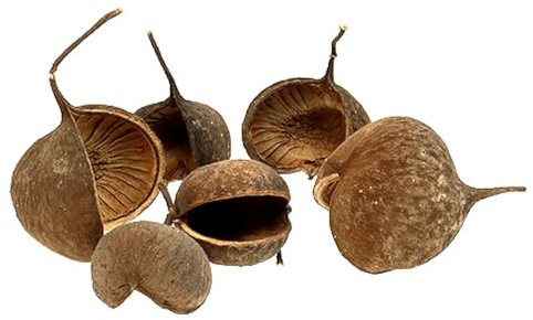 Buddha Nut Natur 15 St - Exotische Deko-Nüsse für Tischdekoration & Basteln