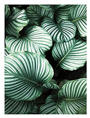 OYFFL Tropische Pflanzen Leinwandmalerei Sukkulenten Poster Palmblatt Monstera Botanical Prints Wandkunst Poster für Raumdekor (40 * 60cm Rahmenlos,6)