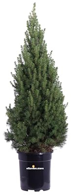 Pianta di Picea Glauca Conica Pianta di Picea Albertiana Conica Abete del Canada pianta da esterno albero ornamentale di Picea pianta vera venduta da eGarden.store (Vaso 24 cm)