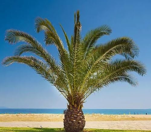 1 Pack of 5 SEEEDS Canary Island Palm - Phoenix canariensis