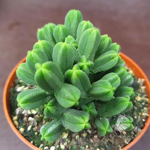 SUNNYPLANTS - Crassula Pyramidalis Pflanze, Stecklinge, Sukkulenten