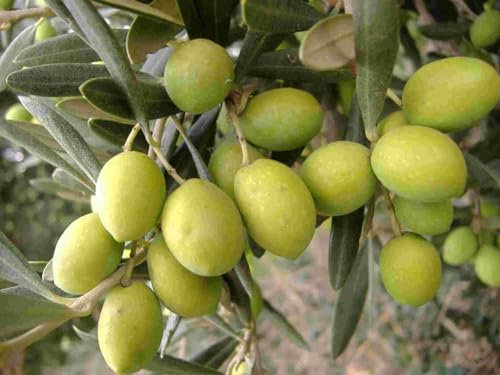 Pianta di Ulivo BIANCOLILLA in vaso o fitocella - alt. 120/160cm