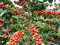 1000 Samen -Arabica Kaffee- -Coffea arabica- Top Qualität