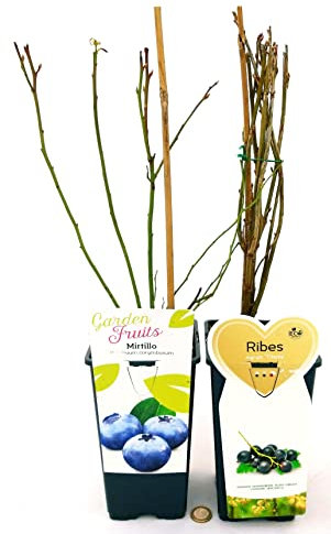 POWERS TO FLOWERS - RIBES NERO, NIGRUM TITAN, e MIRTILLO GIGANTE AMERICANO, 2 PIANTE, piante vere