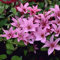 Clematis hagley Hybrid (Waldrebe) - 1,5 Liter Topf - Rosa, Mehrjährig blühende Kletterpflanze & Winterhart | ClematisOnline