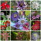 300 Pcs Passionsblume Samen, Winterlinge Gartenpflanzen Winterhart Mehrjährig, Passiflora Caerulea, Blumen Deko Wohnzimmer, Luftreinigende Zimmerpflanzen Bodendecker Winterhart Mehrjährig