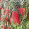 50 Pcs Zylinderputzer Pflanze Winterhart Samen - Balkon Kräutergarten, Zimmerpflanzen Samen Indoor Kräutergarten, Exotische Pflanzen Winterhart Küchenkräuter Samen, Seltene Pflanzen,