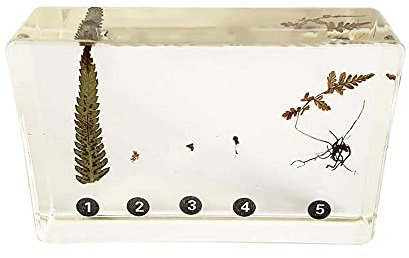 dsmsdre In organisches Harz eingebettetes Exemplar eines echten Organismus, Farn, Lebensgeschichte, Exemplar für den Biologieunterricht, Experiment, Demonstration, Instrument, kreatives Geschenk