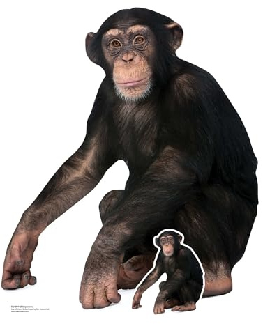 SC4594 Chimpanzee Cardboard Cut Out Height 91cm - Ideal for Animal Theme, Parties, Birthdays & Fans, Room Decorations & Events