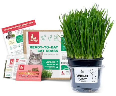 Fresh Live Cat Grass | A Taste of the Outdoors for Indoor Cats | Ready to Eat | Grown in the UK | Aids Digestion & Hairballs | By Cat Mommy (One, Wheat)