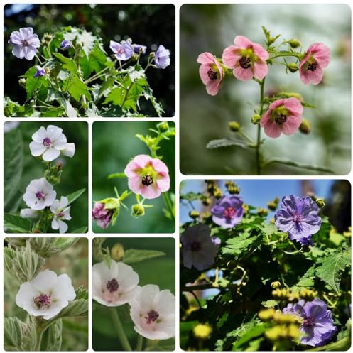 Eibisch, alte sorten Althaea officinalis, geschenke für gartenliebhaber blumenwiese kübelpflanzen garten 350Samen