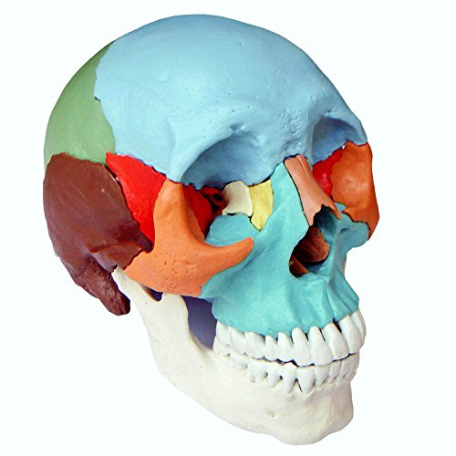 Cranstein A-216 Osteopathie Schädelmodell, 22-teilig, didaktische Version