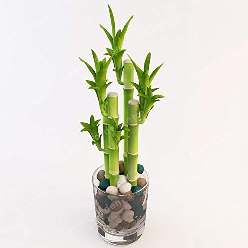 50Pcs / Bag Lucky Bamboo Bonsai Piccole piante in vaso Purificare l'impianto di aria è semplice tasso di erba del 95% Albero pianta ornamentale: 4: Only Seeds