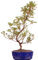 Bonsai - Jap. Satsuki Azalee 'Hanabin', Rhododendron indicum 218/149
