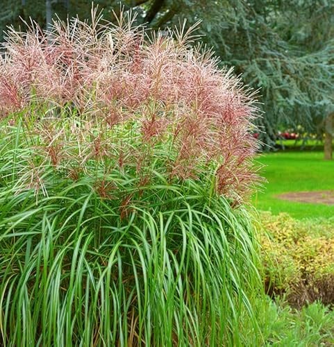 Chinaschilf Boucle - XXXL Topf - Miscanthus sinensis - lebende Gartenpflanze aus den Baumschulen