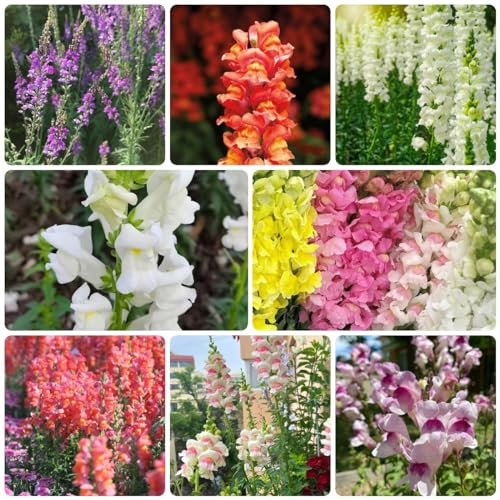 400 pcs Löwenmäulchen pflanze samen - wildblumensamen,Antirrhinum majus, winterfeste pflanzen für balkon kleine geschenke deko bodendecker winterhart mehrjährig blumenwiese samen mehrjährig