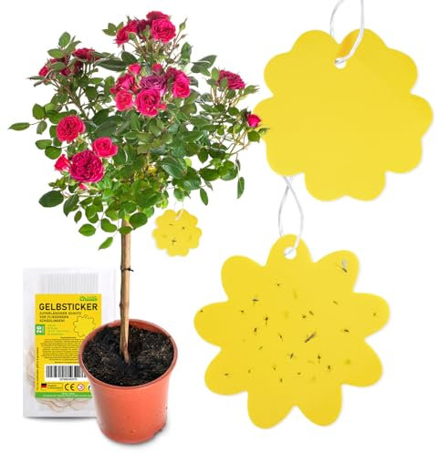 Set d'Autocollants Piege a Insectes de Chillife I 20 Piege Jaunes Anti moucherons Interieur, Anti sciarides, Designs différents I Plaquette Jaune, piege Anti Mouche piege a Mouche