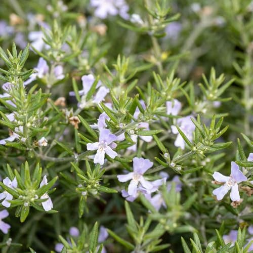 YouGarden Westringia Coastal Rosemary, Evergreen Shrub, 18cm Pot, Silvery Foliage, Pollinator Friendly Garden Plant Ready To Plant