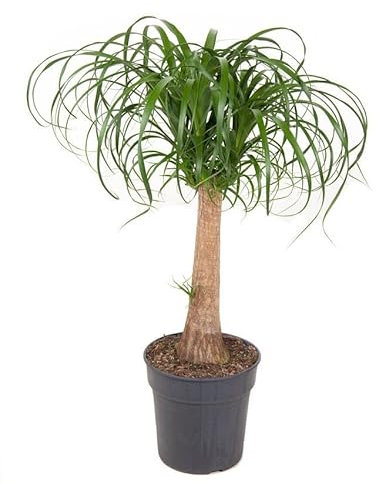Palma Barrigona Beaucarnea Recurvata Nolina Pata de Elefante Planta de Interior Natural