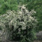 Duftender Bauernjasmin - Pfeifenstrauch Philadelphus coronarius sehr winterhart stark duftend weiße Blüte (5 Liter Topf 80-100cm)