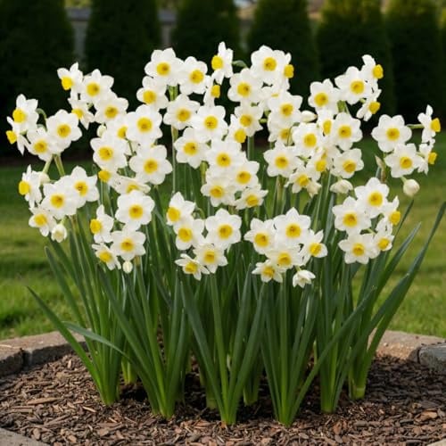 Narzissen Zwiebeln Winterhart Mehrjährig - Osterglocken Avalanche | Sommerblüte, 25 Blumenzwiebeln, Duftende Pflanzen aus Holland, für Garten und Topf (keine Samen, nicht künstlich)