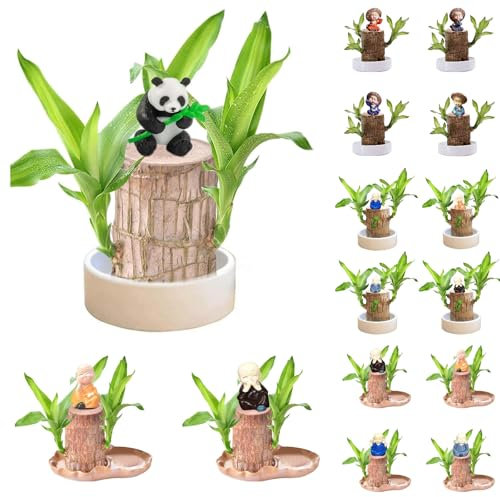 Brasilianisches GlüCksholz Brasilianisches Holz Pflanze Mini Glücksholz Aus Brasilien Brasilianische Holzpflanze mit Mönchsstatuen Desktop Pflanze Brazilian Wood Plant Pflanzenstumpf