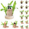 Brasilianisches GlüCksholz Brasilianisches Holz Pflanze Mini Glücksholz Aus Brasilien Brasilianische Holzpflanze mit Mönchsstatuen Desktop Pflanze Brazilian Wood Plant Pflanzenstumpf