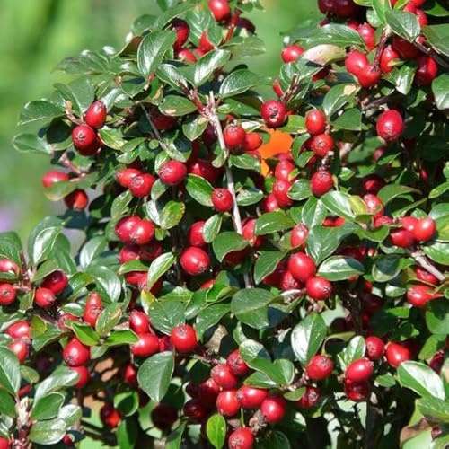 Cotoneaster dammeri – Teppich-Zwergmispel – Ø9cm – 10-25cm – 6 Pflanzen – Winterharter Bodendecker mit Blüten & Beeren