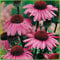 Purpur-Sonnenhut - Echinacea purpurea - Winterhart und mehrjährige Pflanze - 1 Pflanze im 9 cm Topf von Garten Schlüter - Pflanzen in Top Qualität (Im 9 cm Topf, Purpur-Sonnenhut)