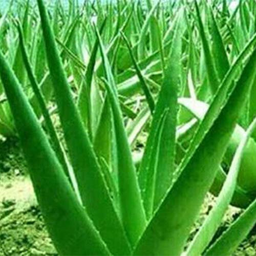 120 semi di aloe vera, commestibili a base di erbe, piante grasse, piante domestiche, giardino, bonsai Decor Pretty Pant Seeds 120 pezzi