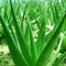 120 semi di aloe vera, commestibili a base di erbe, piante grasse, piante domestiche, giardino, bonsai Decor Pretty Pant Seeds 120 pezzi