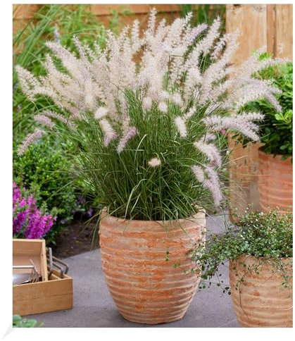 BALDUR Garten Lampenputzergras JS 'Dance with me', 1 Knolle, winterharte Staude, trockenresistent,mehrjährig, pflegeleicht, Wasserbedarf gering, blühend