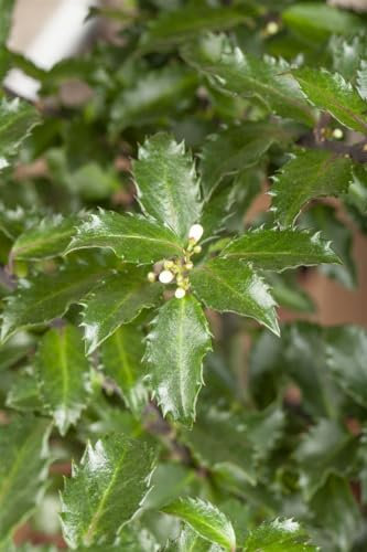 Stechpalme 'Golden Girl' 125-150 cm Topf Ilex meserveae winterhart