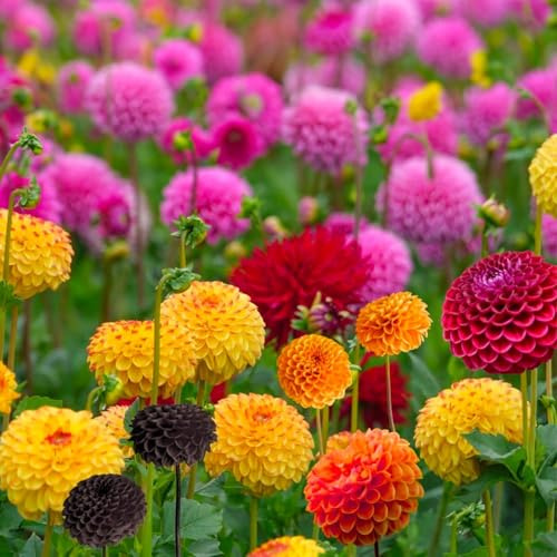 Bulbos (raíces tuberosas) de DALIA | Bulbos de los mejores productores holandeses | Selección y control de calidad | Floración garantizada. (5 Dalia Pompon en Mezcla)
