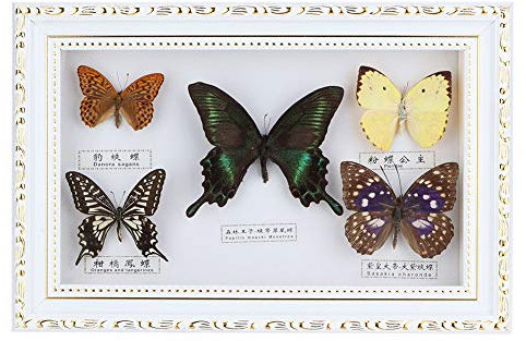 Specimen Craft Frame Real Butterfly Specimen Frame, 5 Real Butterfly Specimen Frame For Decor Ornament And Educational Demonstration Prop Gift Birthday, Butterfly Specimen Collection(weiße Kiste)