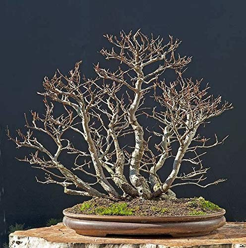 5 X Popolare Bonsai Fagus sylvatica Faggio europeo Winter Aa