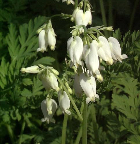 Tränendes Herz Alba - Dicentra spectabilis