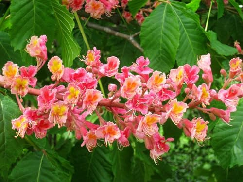 Fleischrote Rosskastanie Aesculus x carnea 'Briotii' Pflanze 25-30cm veredelt