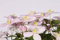 Waldrebe Clematis montana var. rubens 60-80 cm Kletterpflanze