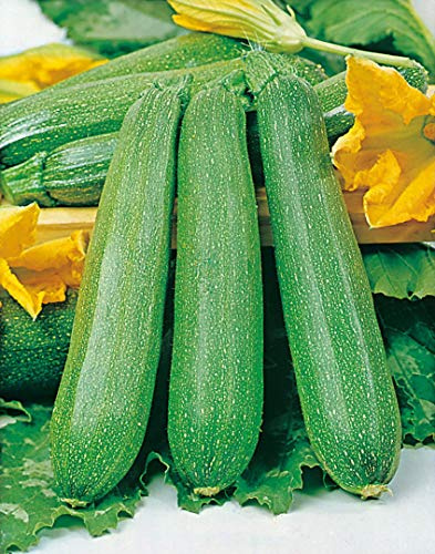 RAISE ME UP: Seeds Zucchini Green Machine Courgette Non GMO Heirloom