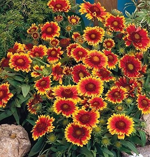 Gaillardia 'Arizona Sun' Perennial Garden XXL Supersize Plug Plants Pack x3
