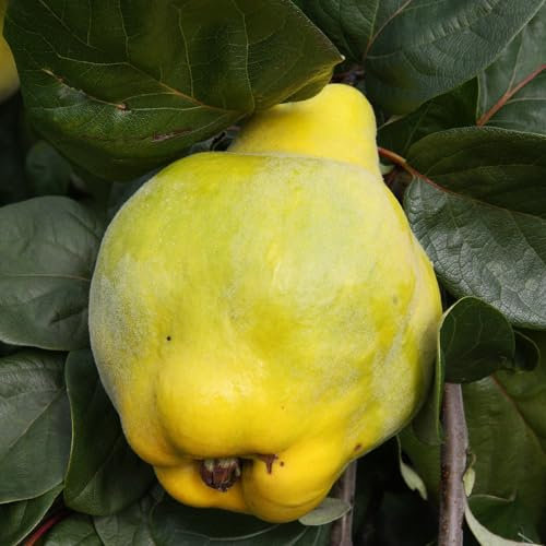 Plant Theory 1.2m Quince Meech's Prolific Fruiting Outdoor Fruit Tree 9L Pot QA Rootstock