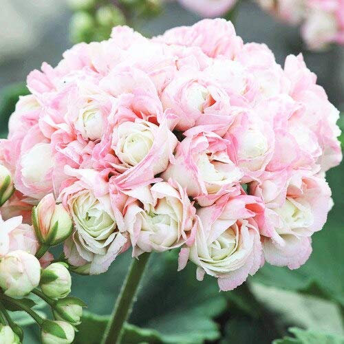 Sumpf frisch 20 Stück Geranie Apfelblüte Blumensamen zum Pflanzen Baby Pink