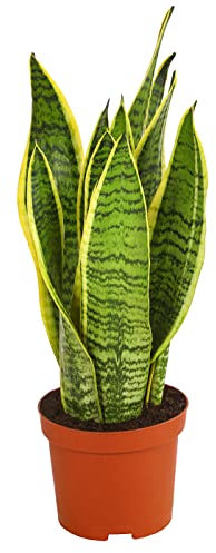 Dehner Bogenhanf Laurentii, Sansevieria trifasciata, schwertförmige Blätter, 40-45 cm, Ø Topf 14 cm, Zimmerpflanze