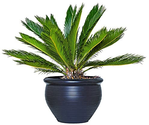 Palmensamen Baum Palmen Winterhart DraußEn Bonsaibaum Gartenpflanzen Palmen Samen Bonsai Hochbeet Baumsamen Balkon Pflanzen Winterfest Herbst Dekoration Palme Pflanzensamen Terraplanter 20 Palme Samen