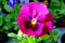 50 Stiefmütterchen Stiefmütterchen Halbgesichter Rosa Semina